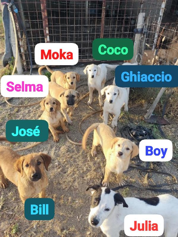 Josè splendido dolce cucciolo cerca adozione Foto 3